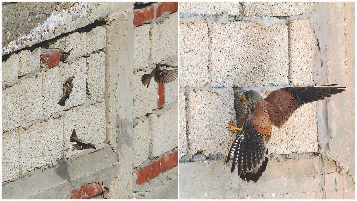 open falcon 4.7 open falcon 4.7