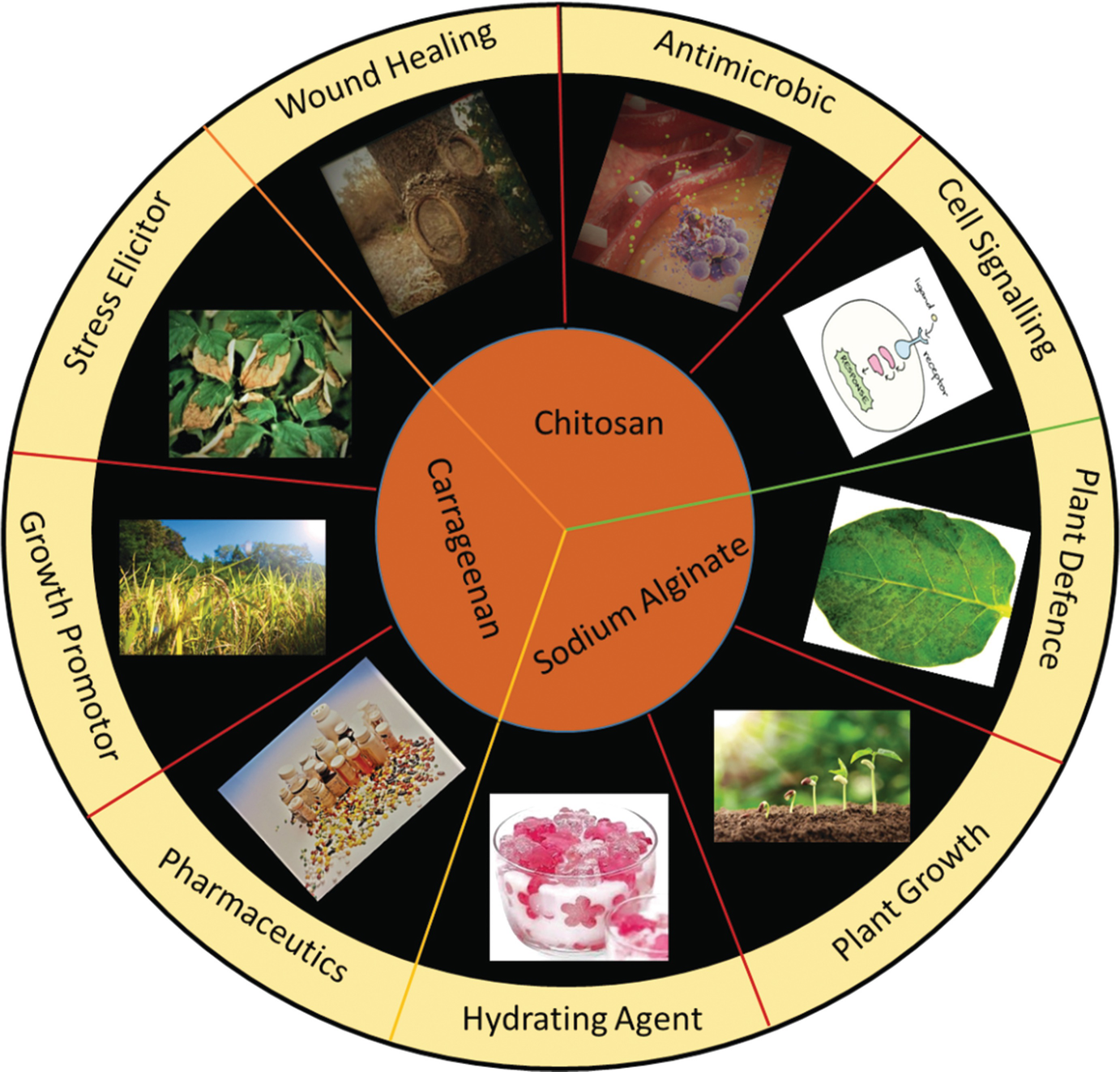 Natural Polysaccharides: Novel Plant Growth Regulators  SpringerLink