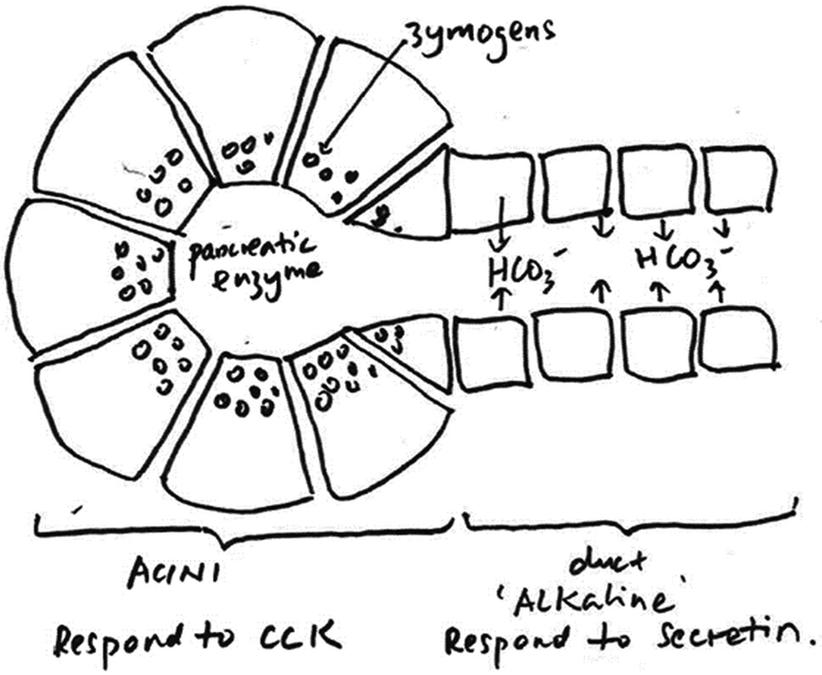 Pancreatic Exocrine Function Pancreatic Acinar Cell In Pancreatic Secretion Cholecystokinin Cck Auto Digestion Springerlink Pancreatic Exocrine Function Pancreatic Acinar Cell In Pancreatic Secretion Cholecystokinin Cck Auto Digestion Springerlink