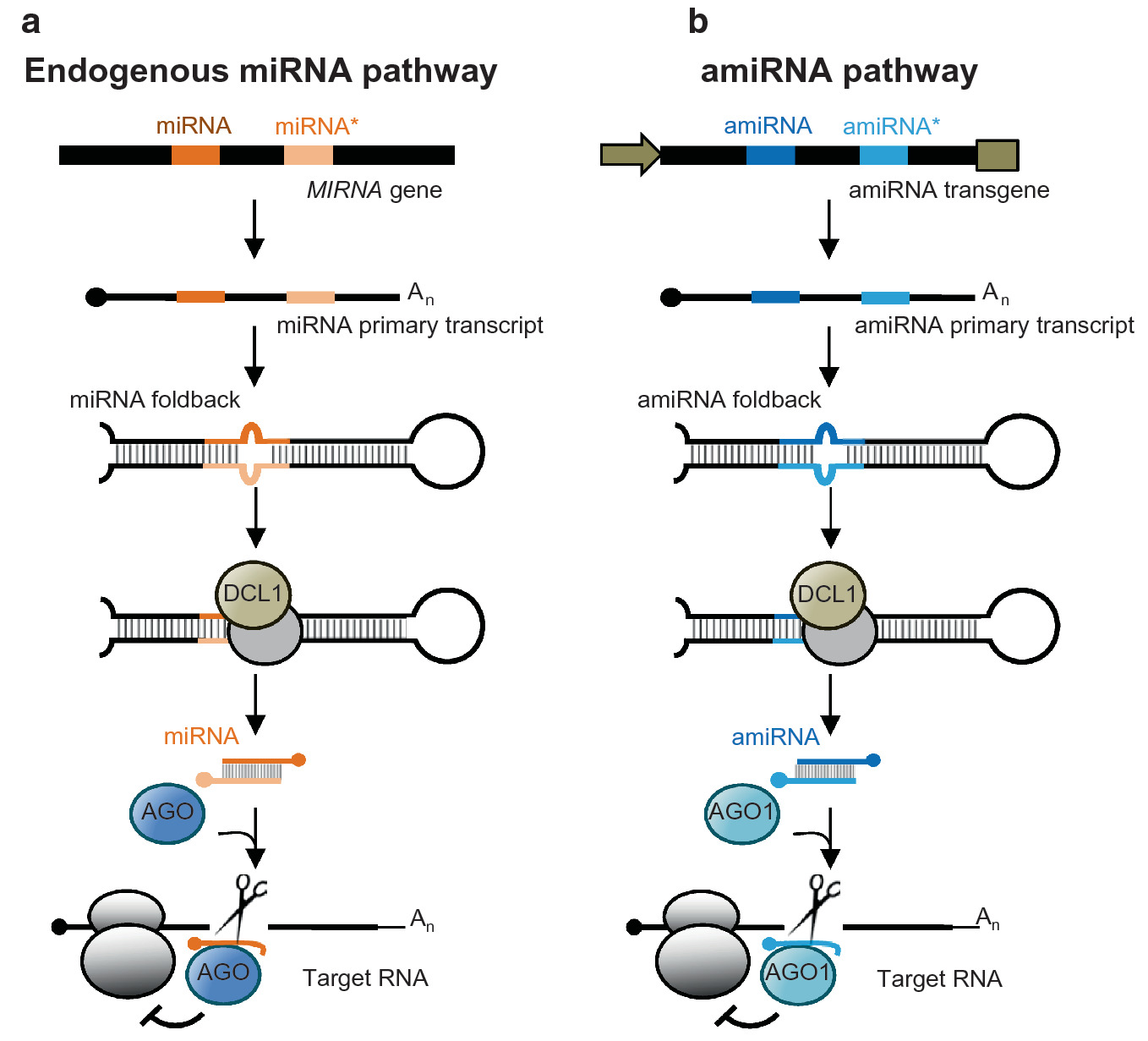 Artificial Small Rnas For Functional Genomics In Plants Springerlink Artificial Small Rnas For Functional Genomics In Plants Springerlink