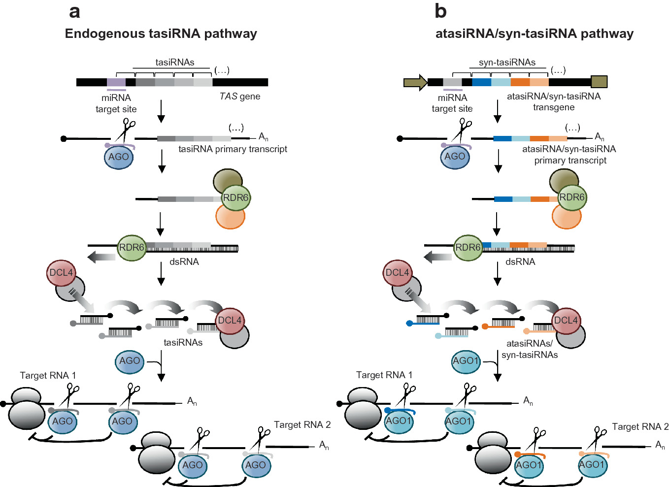 Artificial Small Rnas For Functional Genomics In Plants Springerlink Artificial Small Rnas For Functional Genomics In Plants Springerlink