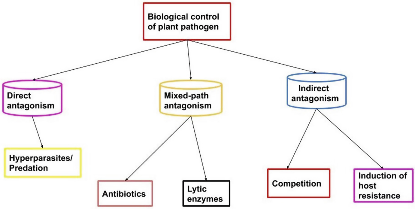 biocontrol agents against plant pathogens