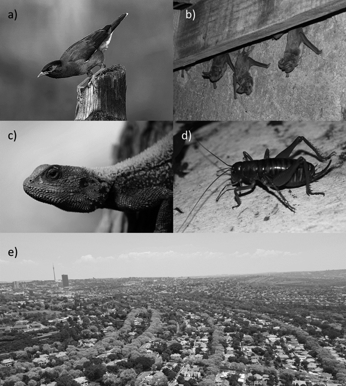 Urban Animal Diversity In The Global South Springerlink