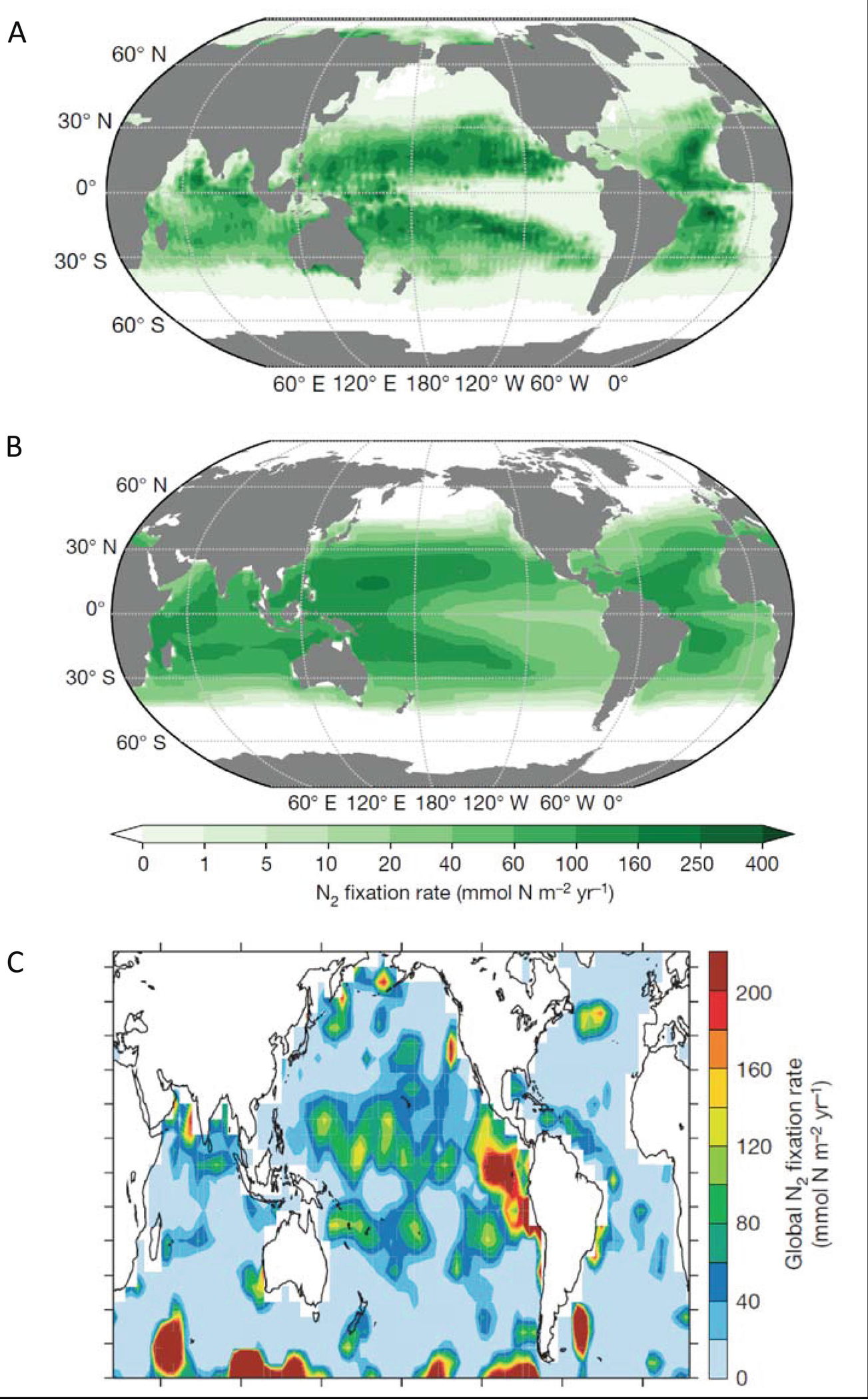 N2 Fixation In Ocean Basins Springerlink