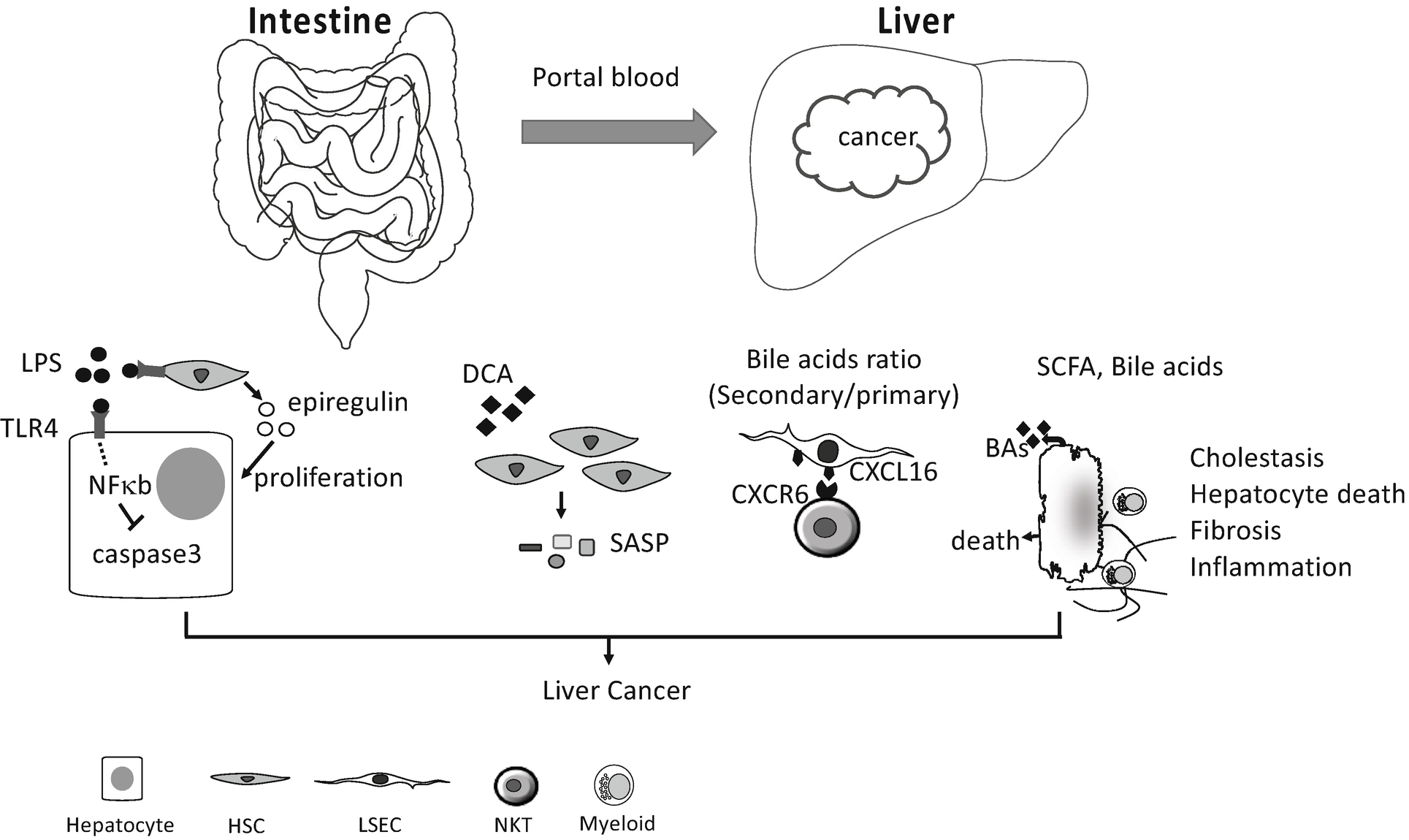 Gut Microbiome And Liver Cancer Springerlink