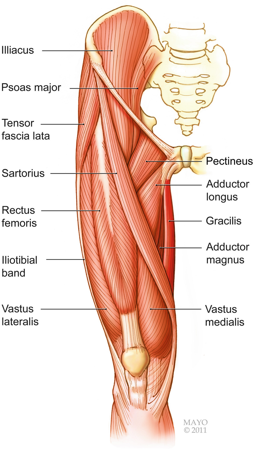 The Harvest Of A Free Innervated Functional Gracilis Muscle And Its Use In Brachial Plexus Injuries Springerlink