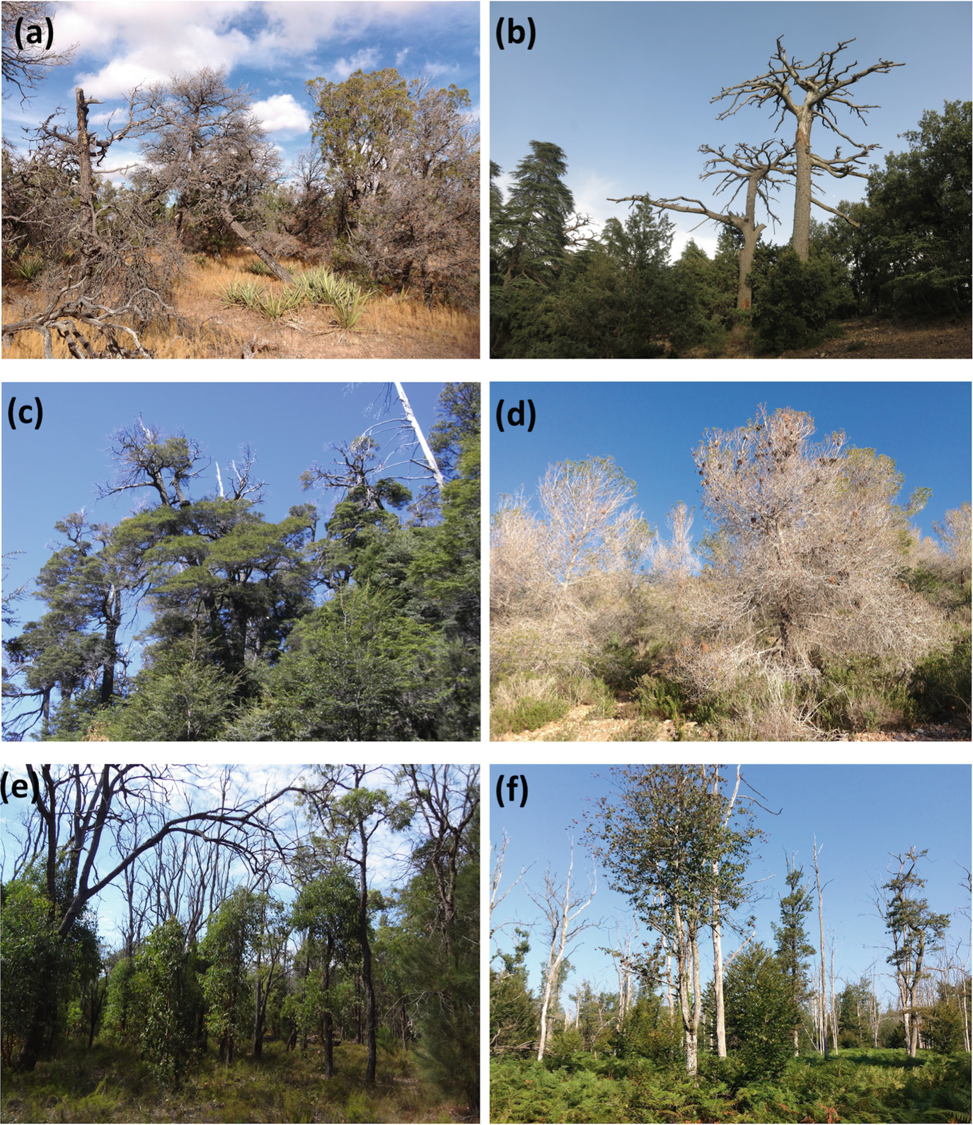 Climate Induced Global Forest Shifts Due To Heatwave Drought Springerlink