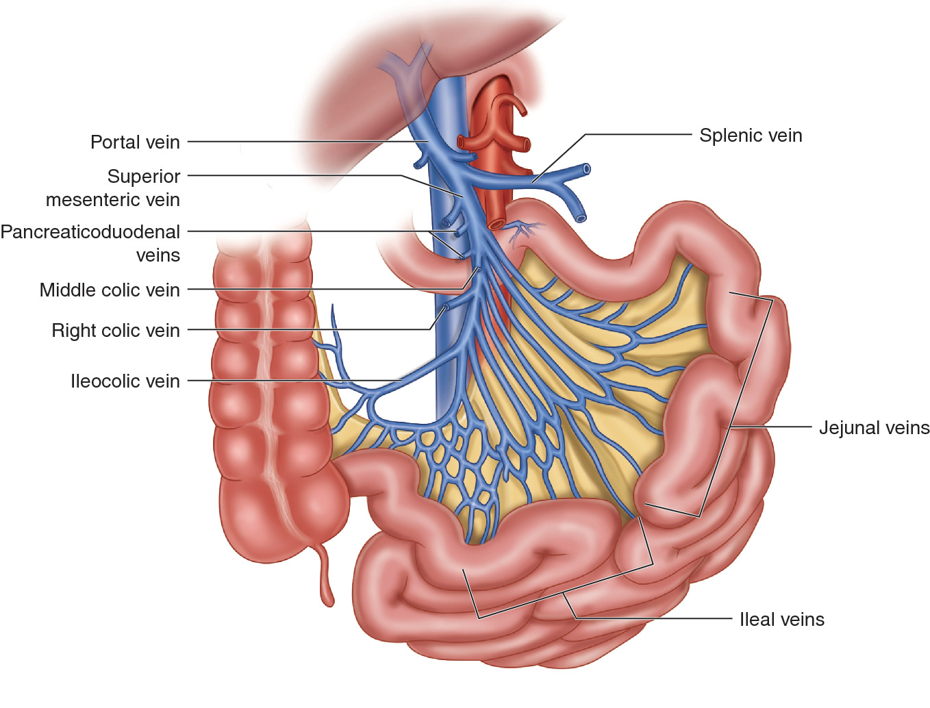 Mesenteric Venous Thrombosis Springerlink Mesenteric Venous Thrombosis Springerlink