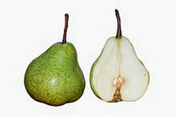 Pear Pyrus Communis Morphology Taxonomy Composition And Health Benefits Springerlink