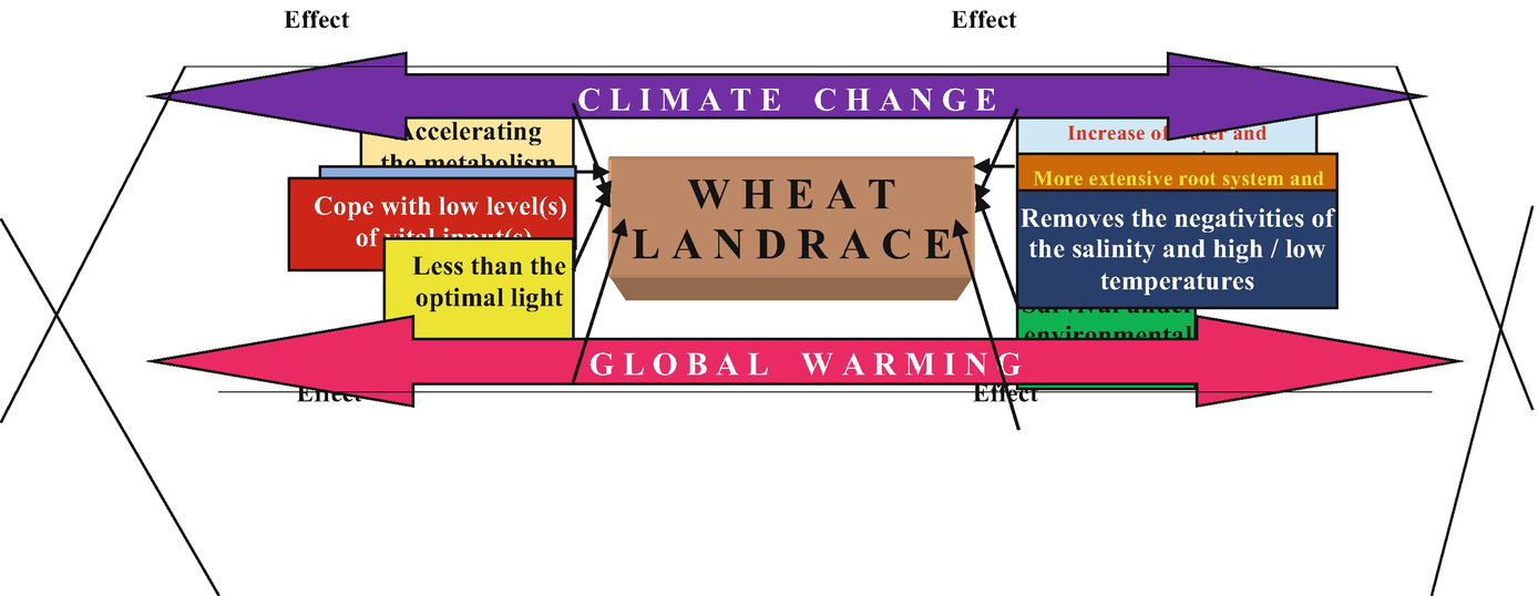 climate change and global warming effect s on wheat landraces a general approach springerlink