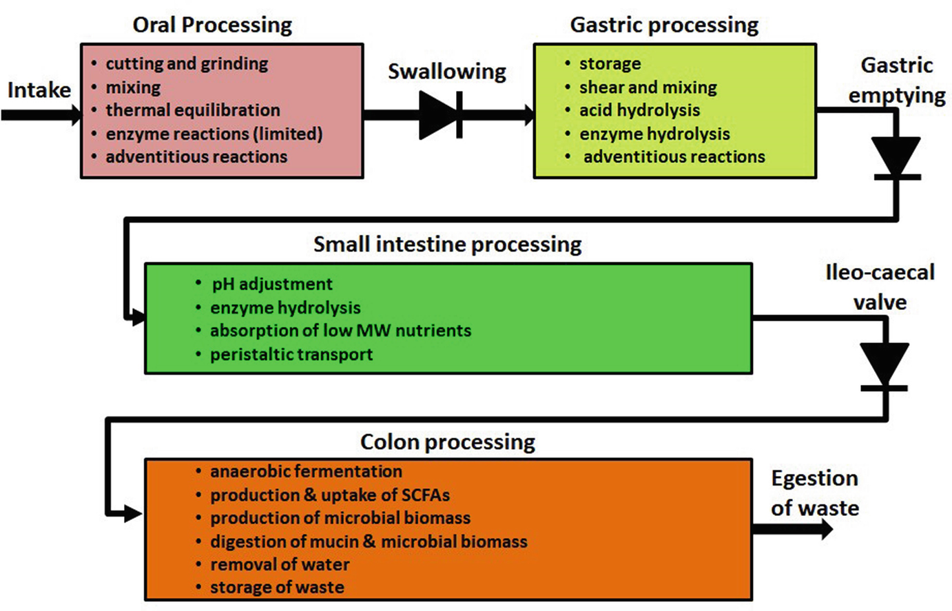 Biophysical and Gastro-Intestinal Engineering Aspects of Nutrient  Absorption and Physiological Function | SpringerLink