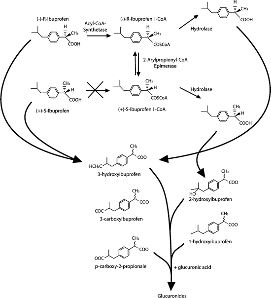 Biodisposition In Relation To Actions Springerlink