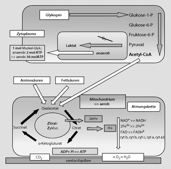 Der Muskulare Energiestoffwechsel Bei Korperlicher Aktivitat Springerlink