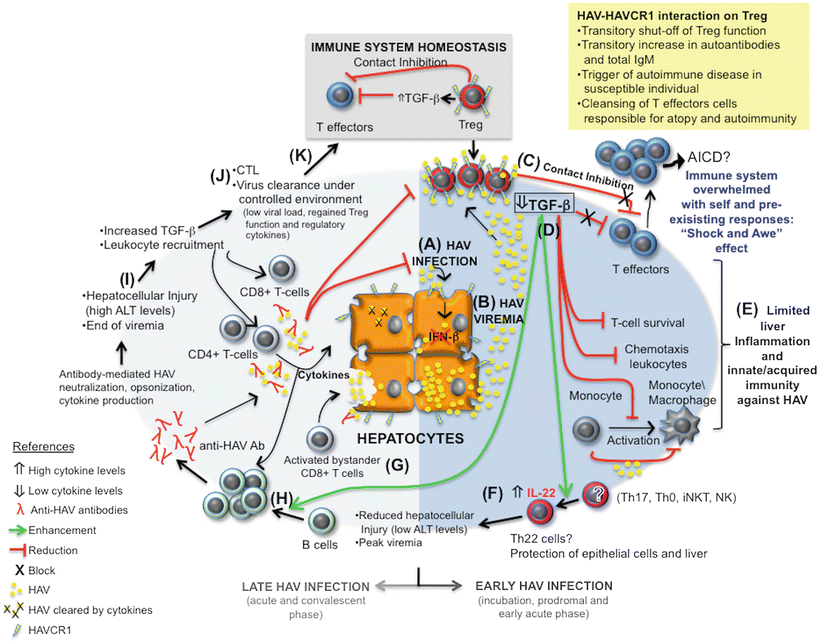 Hepatitis A Immune Response And Virus Evolution Springerlink