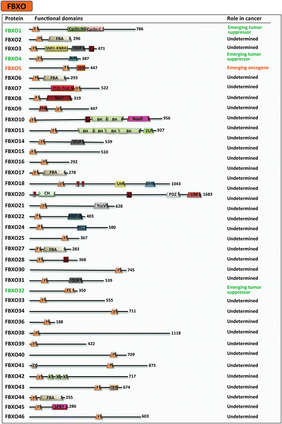 The Role Of Fbxo Subfamily Of F Box Proteins In Tumorigenesis Springerlink