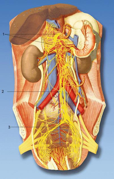 Superior Hypogastric Plexus And Ganglion Impar Block Springerlink Superior Hypogastric Plexus And Ganglion Impar Block Springerlink
