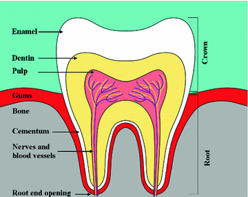 Dental Applications Of Atmospheric Pressure Non Thermal Plasmas Springerlink