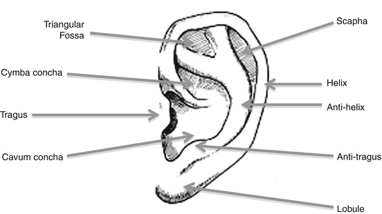 Auricle Pinna Springerlink Auricle Pinna Springerlink