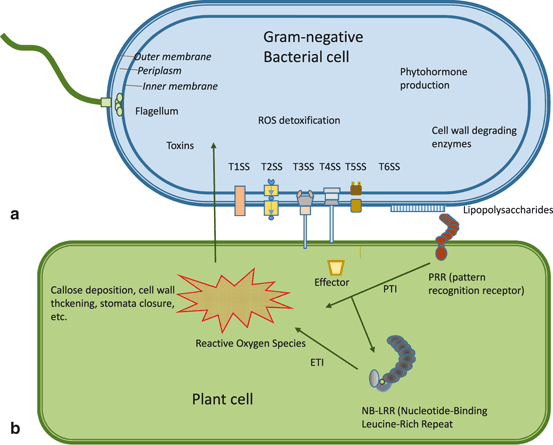 Phytopathogenic Bacteria Springerlink