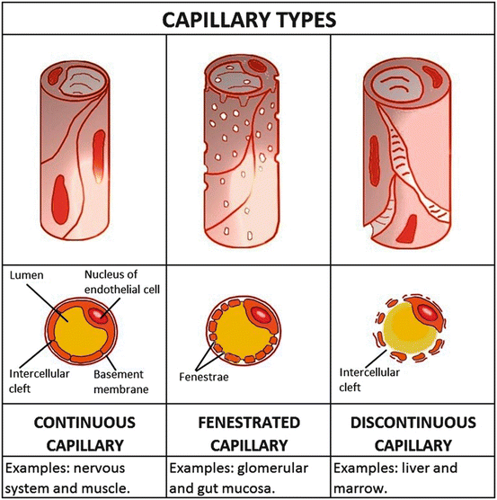Drug Distribution SpringerLink