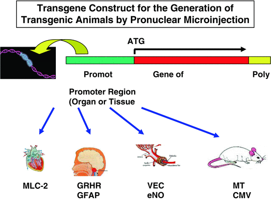 Transgenic Animals Principles Methods And Applications Springerlink