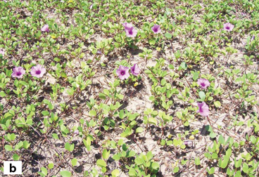 Coastal Sand Dunes A Potential Goldmine Of Bioresources - 