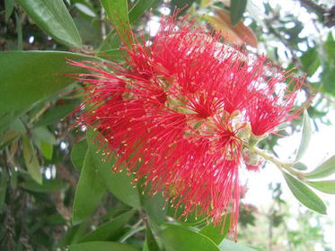 Bottle Bush Adapatations Lessons Tes Teach