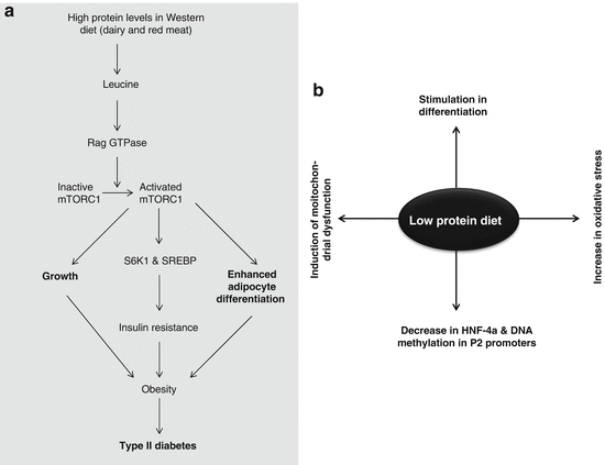 Effects Of Long Term Consumption Of Animal Proteins In The