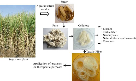 Sugarcane Straw And Its Cellulose Fraction As Raw Materials For