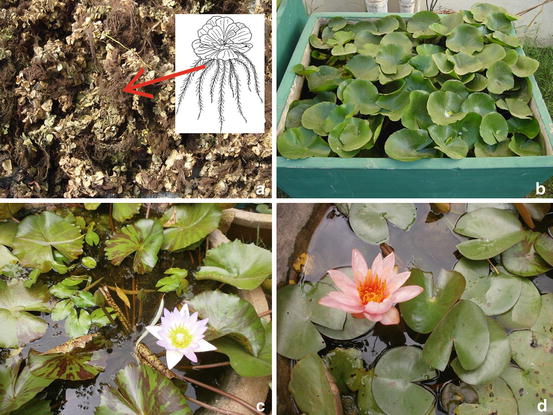 phytoremediation crops and biofuels