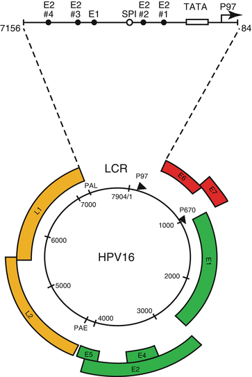 HPV - Human papillóma vírus