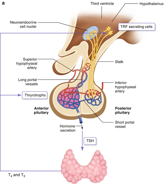 Disorders Of The Thyroid Gland Springerlink