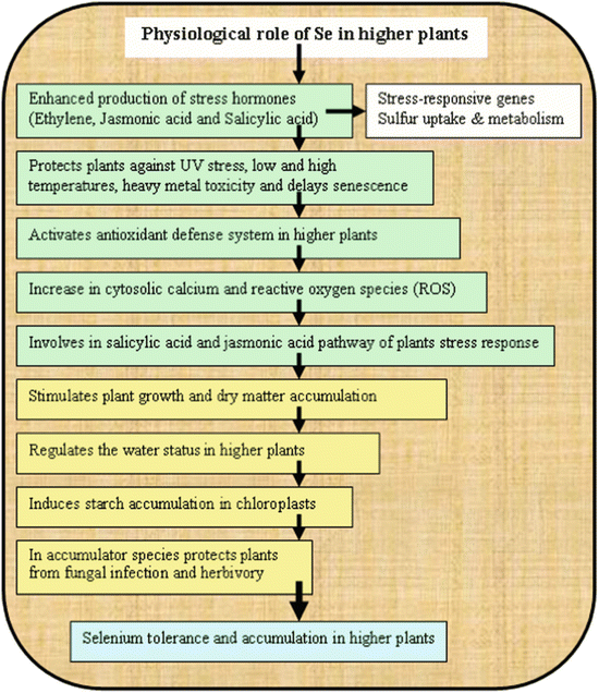 Selenium And Its Role In Higher Plants Springerlink