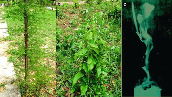 Climber Plants Medicinal Importance And Conservation Strategies Springerlink