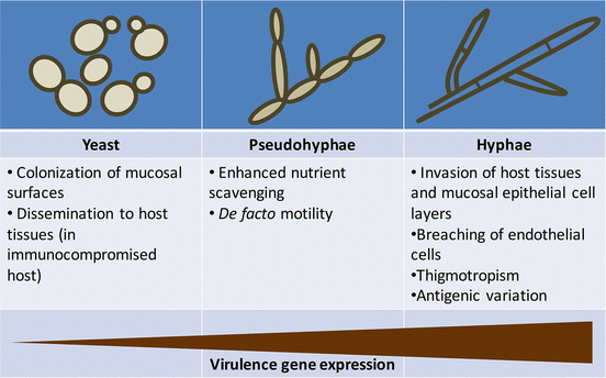 Role of Quorum Sensing in Fungal Morphogenesis and Pathogenesis ...