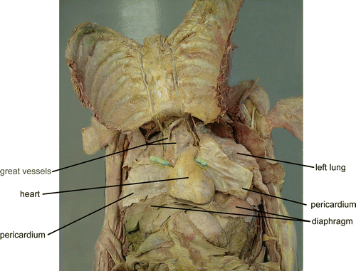 Anatomy Of The Human Heart Springerlink