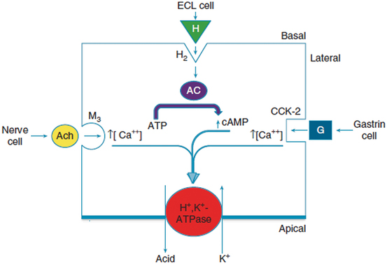 Role Of H2ra And Proton Pump Inhibitor Therapy In Treating Reflux