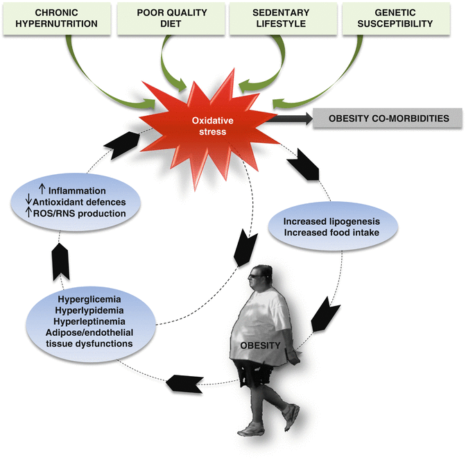 Oxidative Stress and Obesity | SpringerLink