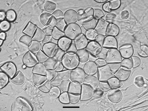 Starch Granules: Preparation and Archaeological Extraction | SpringerLink