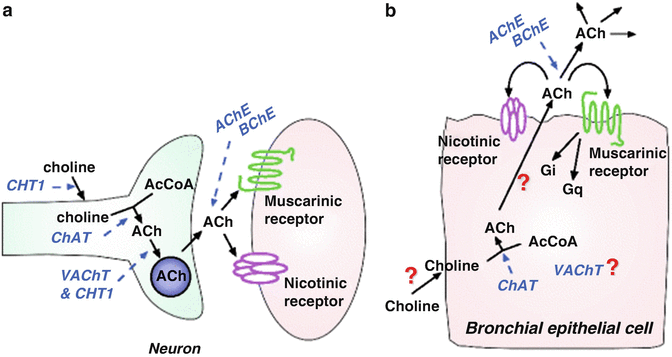 Anticholingergic Syndrome Springerlink