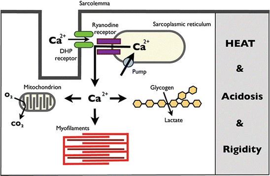 Dantrolene Springerlink