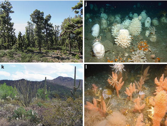 Antarctic Marine Animal Forests Three Dimensional Communities In