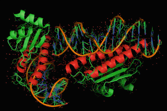 dna binding repertoire biology meaning