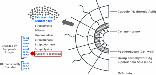 Streptococcal Superantigens  SpringerLink