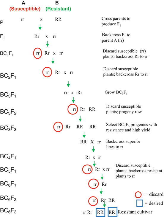 Conventional Plant Breeding Principles and Techniques SpringerLink