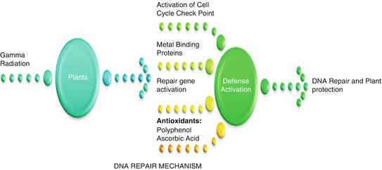 Effects Of Gamma Radiation On Crop Production Springerlink