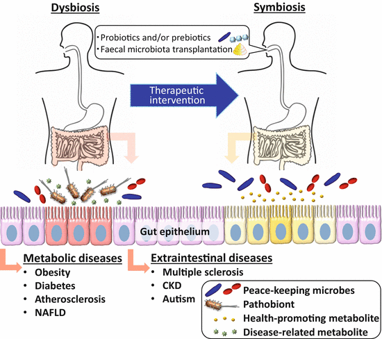 dysbiosis o que e cancer hormonal contraceptive