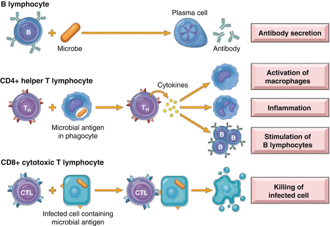 Basic Principles of the Immune System and Autoimmunity | SpringerLink