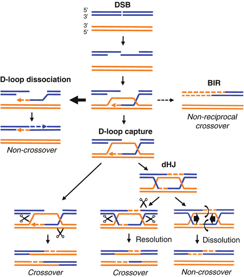 Mechanisms And Consequences Of Break Induced Replication Springerlink Mechanisms And Consequences Of Break Induced Replication Springerlink