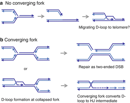 Mechanisms And Consequences Of Break Induced Replication Springerlink